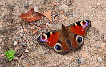 Peacock butterfly (Inachis io) with an ant, Finland, July.