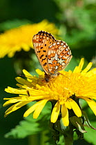 Pearl Bordered Fritillary (Clossiana euphrosyne) eating on a flower, central Finland, June.