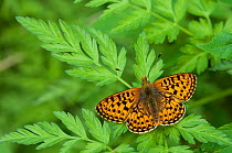 Pearl Bordered Fritillary butterfly (Clossiana euphrosyne) male, central Finland, May.