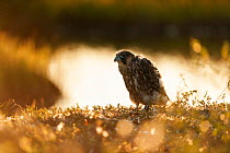 Peregrine Falcon (Falco peregrinus) juvenile at sunset, Kemijarvi, Finland, July.