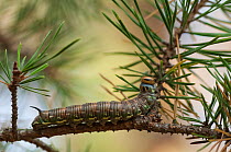 Pine Hawk-moth (Sphinx pinastri) caterpillar, southern Finland, August.