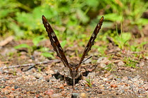 Poplar Admiral butterfly (Limenitis populi) male puddling on road, central Finland, June.