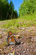 Poplar Admiral butterfly (Limenitis populi) male puddling on road, central Finland, July.