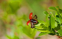 Poplar Leaf Beetle (Chrysomela populi) taking off, central Finland, May.