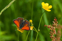 Purple-edged Copper butterfly (Lycaena hippothoe) male feeding on buttercup nectar, South Karelia, southern Finland, June.