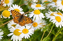 Queen of Spain Fritillary butterfly (Issoria lathonia) on anthemis, southwest Finland, July.
