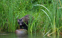 Raccoon dog (Nyctereutes procyonoides ussuriensis) invasive species, native to eastern Siberia, Pirkanmaa, Finland, July.