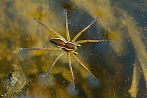 Raft spider (Dolomedes fimbriatus) on water surface, central Finland, May.