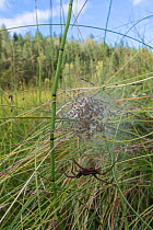 Raft spider (Dolomedes fimbriatus) with a web of spiderlings, Finland, September.