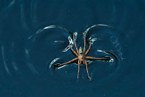 Raft spider (Dolomedes fimbriatus) running on water, South Karelia, southern Finland, May.