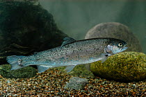 Rainbow trout (Oncorhynchus mykiss) invasive species, native to cold-water tributaries of Pacific Ocean in Asia and North America. Taken in aquarium, central Finland, May.