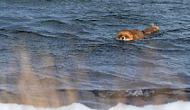 Red Fox (Vulpes vulpes) swiming in sea, southwest Finland, February.
