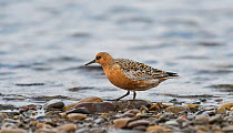 Red Knot (Calidris canutus) adult on beach, Norway, June.