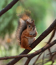 Red squirrel (Sciurus vulgaris) portrait, southern Finland, October.