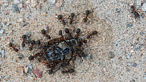 Red Wood Ants (Formica rufa) predating a beetle, Joutsa (formerly Leivonmaki), Finland, July.