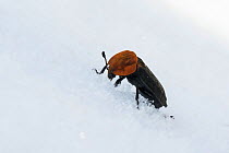 Red-breasted Carrion Beetle (Oiceoptoma thoracica) in snow, central Finland, April.