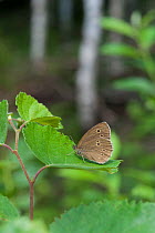 Ringlet (Aphantopus hyperantus) on leaf, central Finland, July.