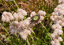 Rose-chafer (Protaetia cuprea) on Mountain Everlasting (Antennaria dioica) northern Finland, June.