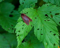Ruby Tiger moth (Phragmatobia fuliginosa) on leaf, South Karelia, southern Finland, June.
