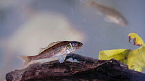 Ruffe / Pope fish (Gymnocephalus cernuus) in aquarium, central Finland, May.