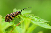 Moth (Semblis atrata) on leaf, central Finland, May.