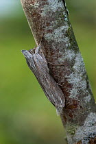 Shark moth (Cucullia umbratica)  family Noctuidae, resting on branch,Aland Islands, Finland, August.
