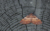 Shoulder Stripe moth (Earophila badiata) male, Aland Islands, Finland, May.