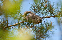 Siberian flying squirrel (Pteromys volans) adult female in a pine tree eating flowers, central Finland, May.