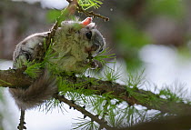 Siberian flying squirrel (Pteromys volans) adult female, central Finland, May.