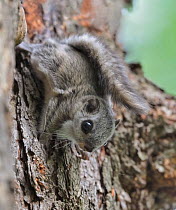 Siberian flying squirrel (Pteromys volans) juvenile, central Finland, June.