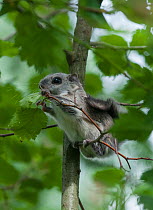Siberian flying squirrel (Pteromys volans) baby feeding on leaves, central Finland, June.
