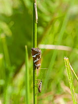 Silver Barred moth (Deltote bankiana) on stem,  southern Finland, June.