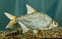 Silver bream (Blicca bjoerkna) and Perch (Perca fluvitalis) in aquarium, central Finland, May.