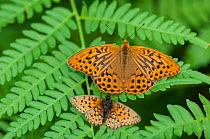 Silver Washed Fritillary butterfly (Argynnis paphia) male and Small Pearl-bordered Fritillary butterfly (Boloria selene) Finland, July.