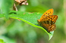 Silver Washed Fritillary butterfly (Argynnis paphia) male on leaf, Finland, July.