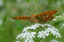 Silver Washed Fritillary butterfly (Argynnis paphia) male feeding on umbelifer flower, Finland, July.