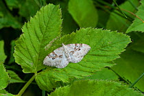 Silver-ground Carpet moth (Xanthorhoe montanata) on leaf, South Karelia, southern Finland, June.