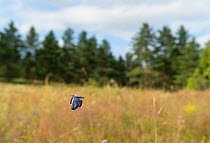 Silver-studded Blue (Plebejus argus) male in flight, central Finland, July.