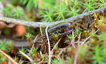 Slow worm (Anguis fragilis) female showing teeth, South Karelia, southern Finland, July.