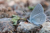Small Blue butterfly (Cupido minimus) female on rock, Heinola, southern Finland, May.