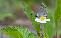 Small Blue butterfly (Cupido minimus) female feeding on wild strawberry flower (Fragaria vesca), Heinola, southern Finland, May.