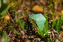 Small Grass Emerald butterfly (Chlorissa viridata), Joutsa (formerly Leivonmaki), Finland, June.