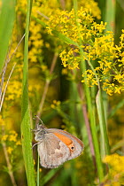 Small Heath (Coenonympha pamphilus) is a butterfly species belonging to family Nymphalidae, gen. II, Aland Islands, Finland, August.