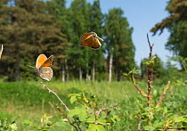 Small Heath (Coenonympha pamphilus) two males fighting in habitat, Aland Islands, Finland, June.