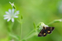 Small Yellow Underwing moth (Panemeria tenebrata) on stitchwort (Stellaria) South Karelia, southern Finland, June.