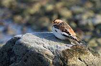 Snow Bunting (Plectrophenax nivalis) adult, southwest Finland, February.