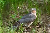 Sparrowhawk (Accipiter nisus) male with mouse, central Finland, May.