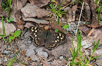 Speckled Wood (Pararge aegeria tircis) female, Finland, May.