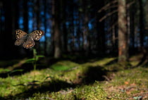 Speckled Wood (Pararge aegeria) male flying in habitat, Finland, April.