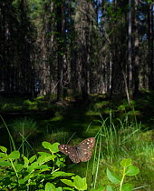 Speckled Wood (Pararge aegeria) male in habitat, Finland, April.